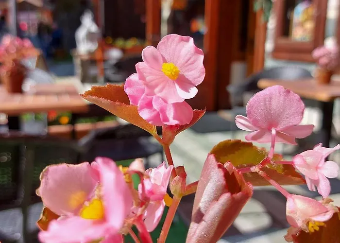 Hotel Perruquet 3 Stelle Superior